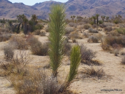 Siauralapių jukų nacionalinis parkas. Mohavių dykuma. Trumpalapė juka (Yucca brevifolia)