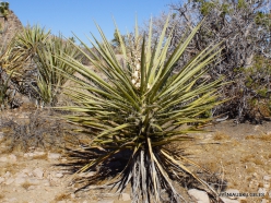 Siauralapių jukų nacionalinis parkas. Mohavių dykuma. Yucca schidigera (3)