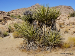 Siauralapių jukų nacionalinis parkas. Mohavių dykuma. Yucca schidigera (4)