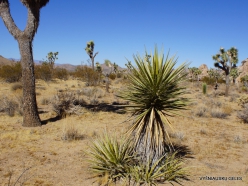 Siauralapių jukų nacionalinis parkas. Mohavių dykuma. Yucca schidigera (5)
