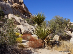 Siauralapių jukų nacionalinis parkas. Mohavių dykuma. Yucca schidigera (7)