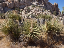 Siauralapių jukų nacionalinis parkas. Mohavių dykuma. Yucca schidigera (8)