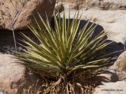 Siauralapių jukų nacionalinis parkas. Mohavių dykuma. Yucca schidigera