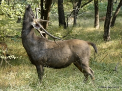 _104 Ranthambore National Park. Sambar (Rusa unicolor)