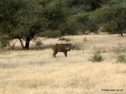 _118 Ranthambore National Park. Indian boar