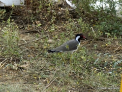 _16 Ranthambore National Park. Red-wattled Lapwing