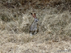 _22 Ranthambore National Park. Indian hare