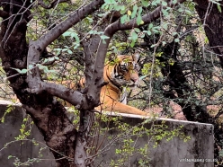 _3-001 Ranthambore National Park. Bengal Tiger