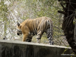 _4 Ranthambore National Park. Bengal Tiger (Panthera tigris tigris)