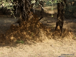 _40 Ranthambore National Park. Termite mound