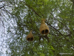 _43 Ranthambore National Park. Nests of the Baya Weaver bird (