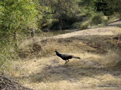 _48 Ranthambore National Park. Indian Peacock (Pavo cristatus)
