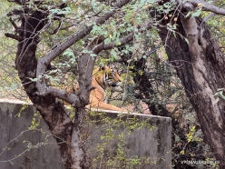 _5 Ranthambore National Park. Bengal Tiger (Panthera tigris tigris)