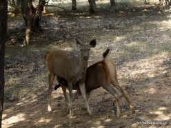 _55 Ranthambore National Park. Sambar (Rusa unicolor)