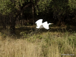 _64 Ranthambore National Park. Cattle Egret