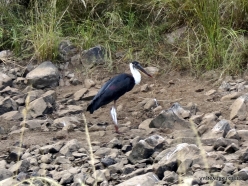 _78 Ranthambore National Park. Wooly-Necked-Stork