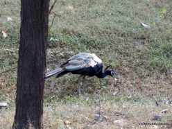 _91 Ranthambore National Park. Indian Peacock (Pavo cristatus)