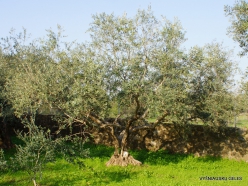Capernaum. Olive tree (Olea europaea)