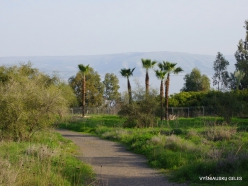 Capernaum. Sea of Galilee (Lake Tiberias, Kinneret) (6)