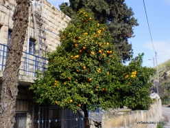 Jerusalem. Orange tree (Citrus x sinensis) (2)