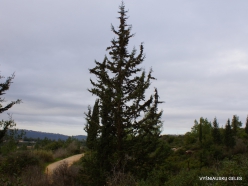 Near Kiryat Ye'arim. Mediterranean cypress (Cupressus sempervirens)