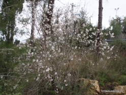 Near Kiryat Ye'arim. Wild Common Almond (Amygdalus communis) (3)