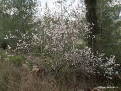 Near Kiryat Ye'arim. Wild Common Almond (Amygdalus communis)