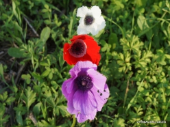 Near Megiddo. Color variations of Crown Anemone (Anemone coronaria) (13)