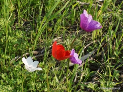 Near Megiddo. Color variations of Crown Anemone (Anemone coronaria) (7)