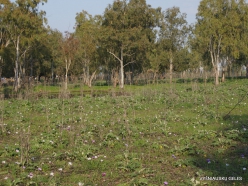 Near Megiddo. Wild Artichoke (Cynara syriaca) and Eucalyptus sp.