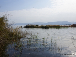 Tabha. Sea of Galilee (Lake Tiberias, Kinneret) (2)