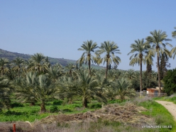 Yardenit. Date palms (Phoenix dactylifera)plantation (3)