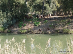 Yardenit. Jordan River (10)