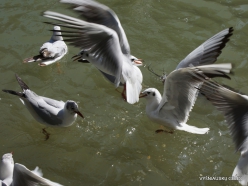 Yardenit. Jordan River. Gulls (3)