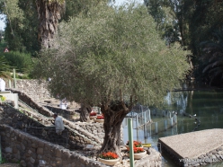 Yardenit. Jordan River. Olive tree (Olea europaea)