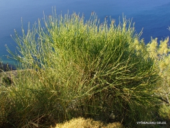 Ierapetra. Weaver's Broom (Spartium junceum ginesta)