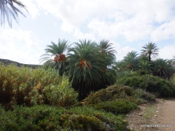 Itanos Beach. Cretan Date Palm (Phoenix theophrasti) (2)