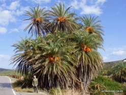 Itanos Beach. Cretan Date Palm (Phoenix theophrasti) (4)
