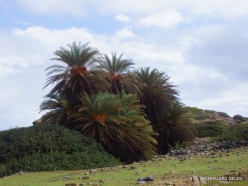 Itanos Beach. Cretan Date Palm (Phoenix theophrasti) (5)