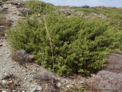 Itanos Beach. Phoenicean Juniper (Juniperus phoenicea)