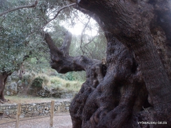Kavoussi. Azorias ancient Olive tree (Olea europaea). Age more than 3200 years (8)