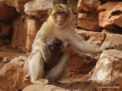 Neapoli. Amazonas Park. Barbary macaque (Macaca sylvanus) (5)