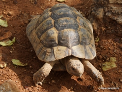 Neapoli. Amazonas Park. Eastern Hermann's tortoise (Testudo hermanni