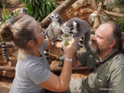 Neapoli. Amazonas Park. Ring-tailed lemur (Lemur catta) (2)