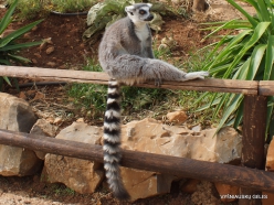 Neapoli. Amazonas Park. Ring-tailed lemur (Lemur catta) (3)