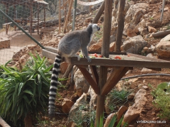 Neapoli. Amazonas Park. Ring-tailed lemur (Lemur catta) (6)