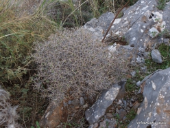 Near Fourni. Greek spiny spurge (Euphorbia acanthothamnos)