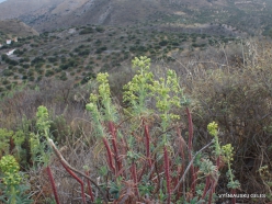 Near Fourni. Large Mediterranean spurge (Euphorbia characias) (3)