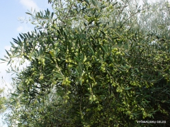 Near Fourni. Olive tree (Olea europaea) fruits
