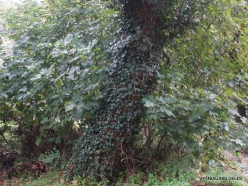Richti Gorge. Ivy plant (Hedera helix ssp.helix) (2)